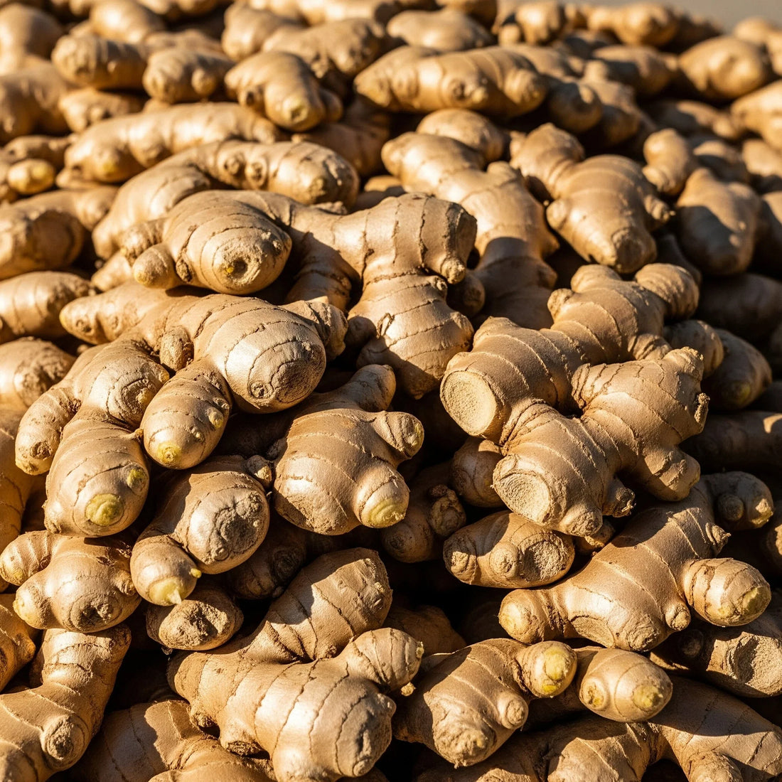 Zingiber Officinale