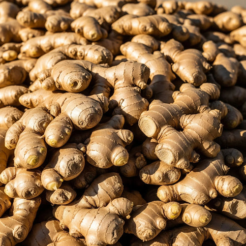 Zingiber Officinale