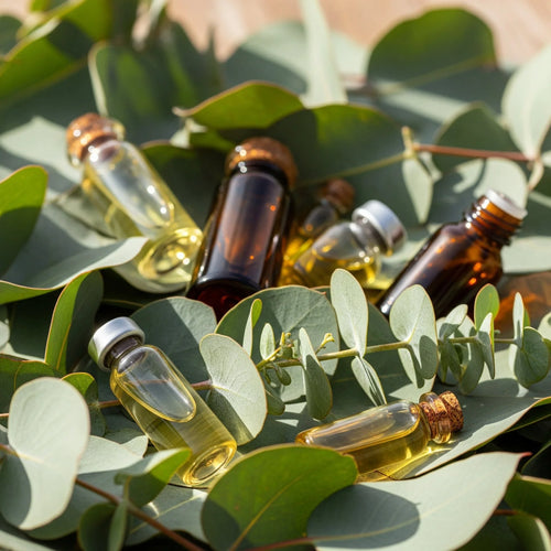 Eucalyptus Globulus