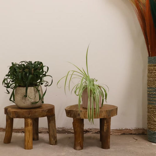 Two wooden stools with potted plants against a plain wall.