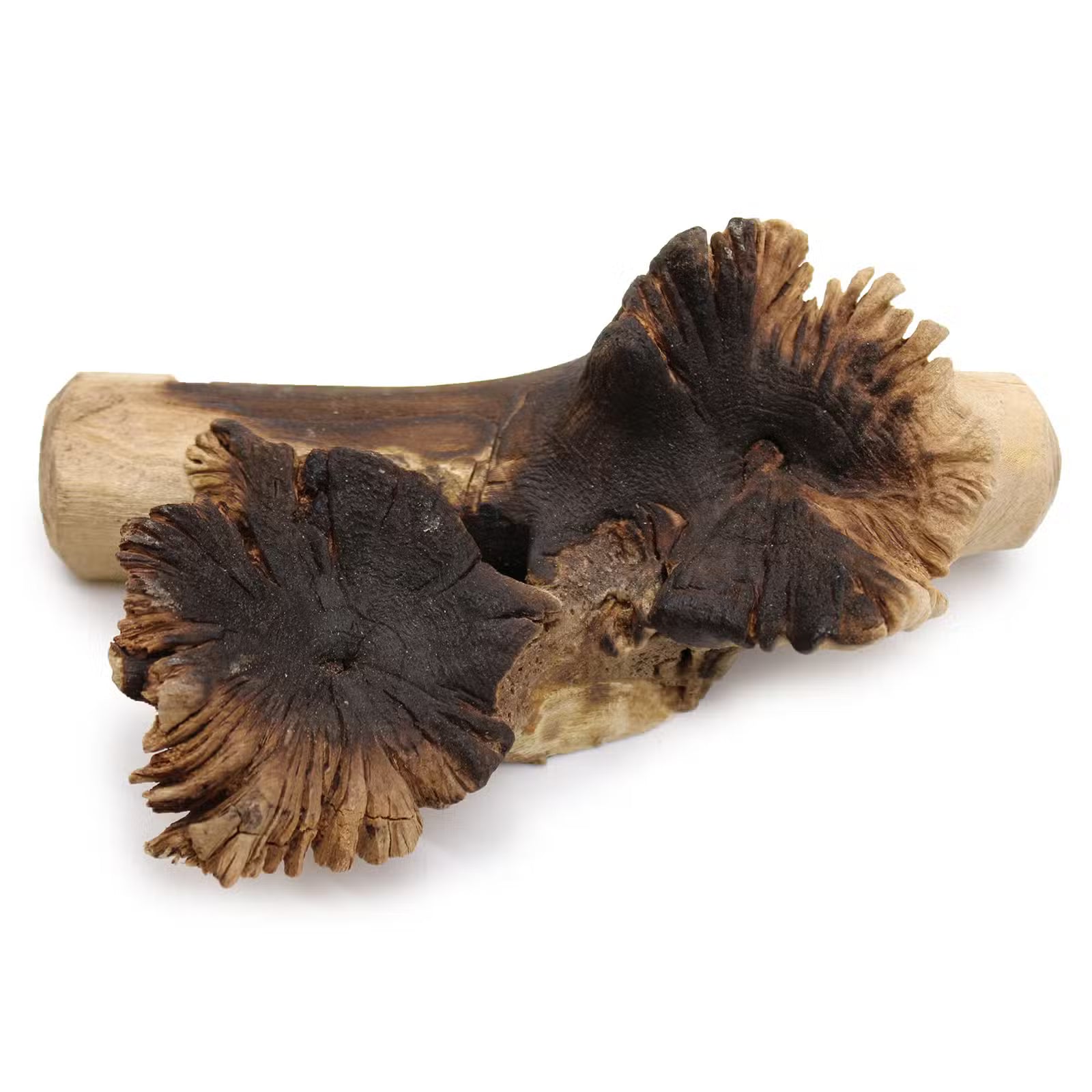 Hand-Blown Glass Bowl on Rare Parasite Wood